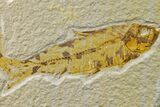 Pair of Fossil Fish (Knightia) - Green River Formation #159057-2